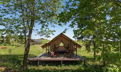 Глэмпинг Российские альпаки